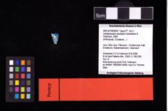 NHMW-GEO-2007z0149-0024_Ol_01.tifLaeviprosopon laculatum (Schweitzer & Feldmann, 2008)  (NHMW-GEO-2007z0149-0024)